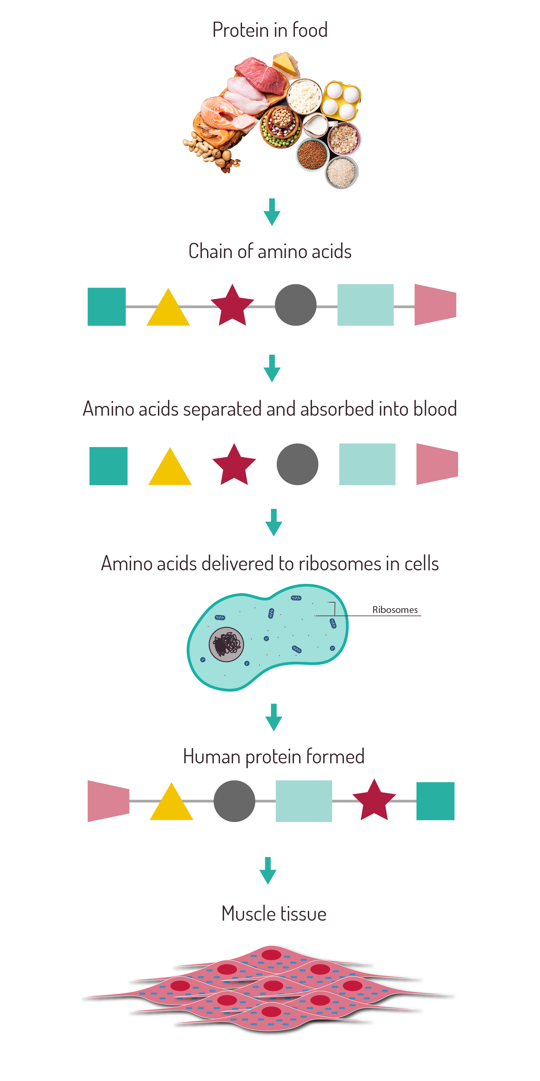 What are proteins? A guide for PE teachers