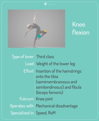 Knee_flexion_card